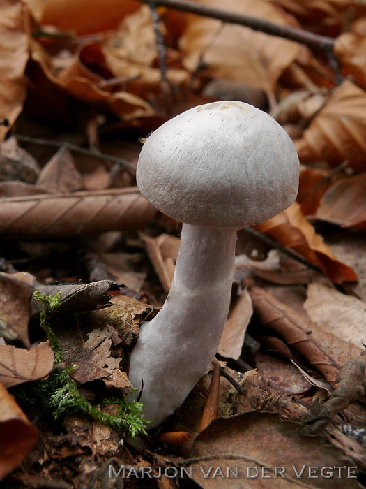 Lila gordijnzwam - Cortinarius alboviolaceus